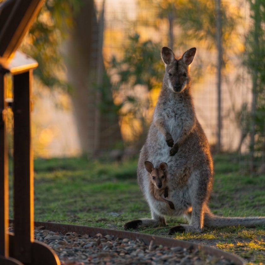 T&W Roo